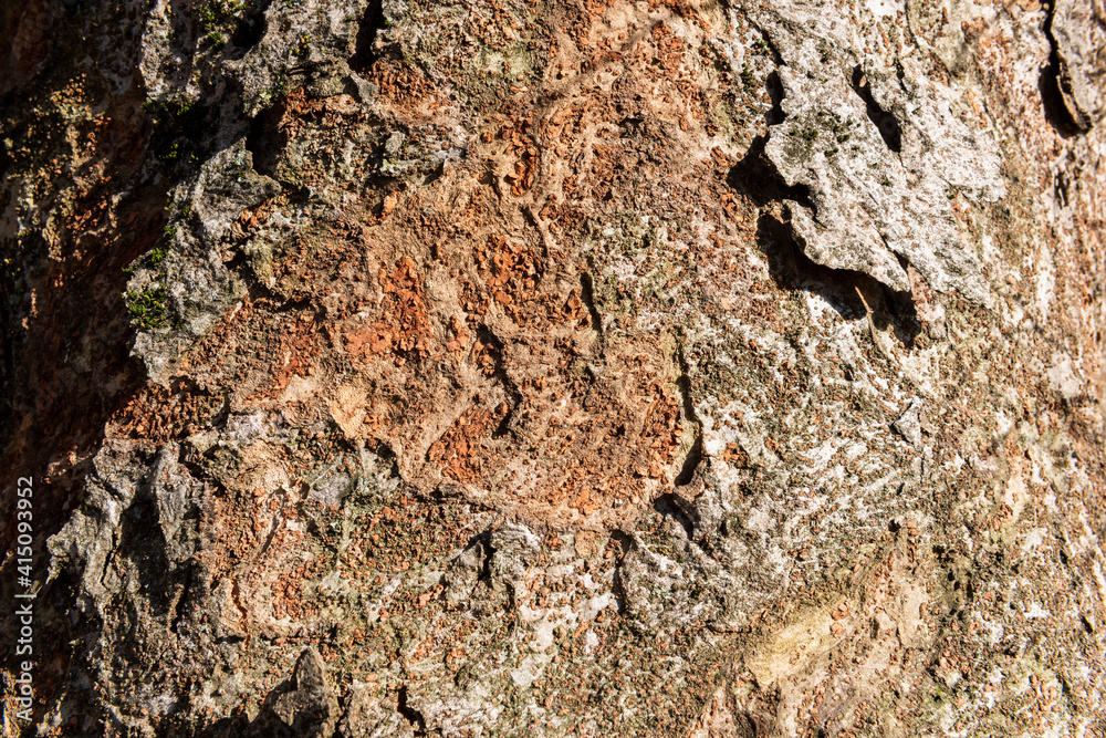 Japanese old tree Zelkova Serrata with reddish tone trunk. Japanese old tree Zelkova Serrata with reddish tone trunk.