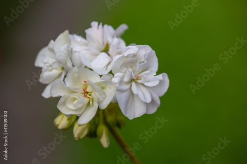 Natrural bouquet of white small flowers on a greenery background macro photo. Garden flower with white petals close up photography. photo