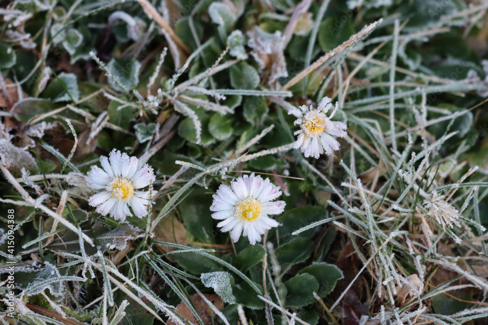 Frost on yellow and white Common daisy flower. Bellis perennis plant in winter Frost on yellow and white Common daisy flower. Bellis perennis plant in winter