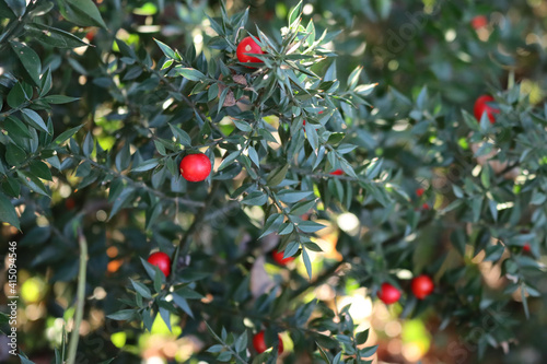 Fotografie Butcher's Broom bush with ripe red berries on a sunny day