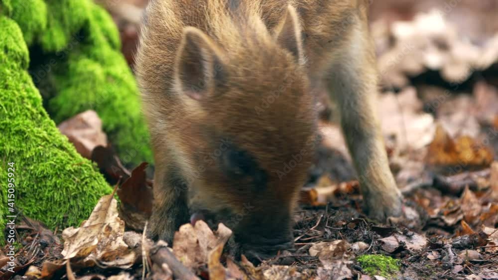 Closeup young wild boar Sus scrofa calm piggy looking for nutriment in dark woods. Wildlife tranquil scene of detail portrait animal. Strong nose, well smell sense to search food in omnivorous mammal Closeup young wild boar Sus scrofa calm piggy looking for nutriment in dark woods. Wildlife tranquil scene of detail portrait animal. Strong nose, well smell sense to search food in omnivorous mammal