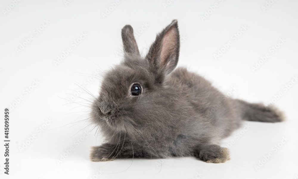 Obraz premium Decorative Angora gray rabbit isolated on a white background.