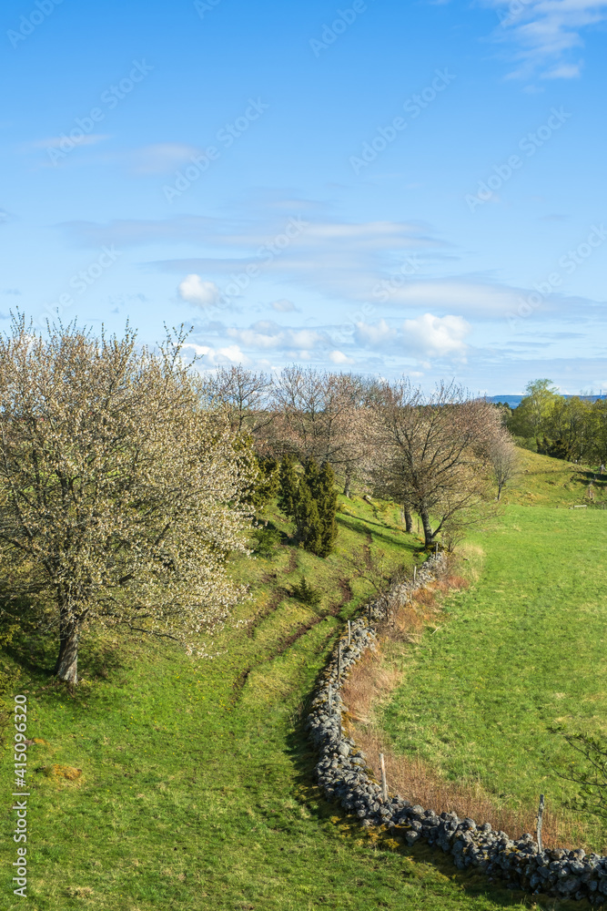 Stone wall on a meadow in spring and flowering fruit trees