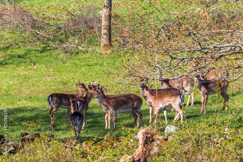 Fototapeta Naklejka Na Ścianę i Meble -  Fallow deers on a meadow at springtime