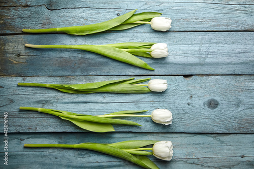 White tulip flowers on light blue wooden background