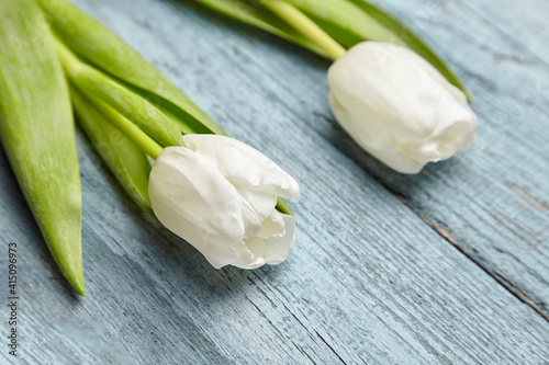 Two white tulips on light blue background. Fresh spring white flowers