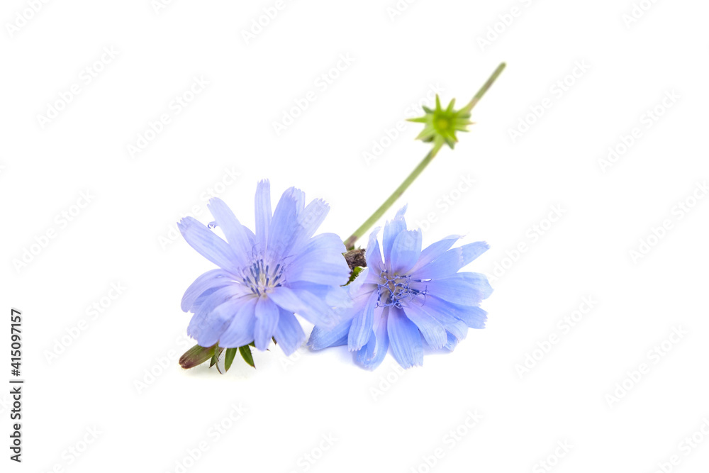 Chicory flower isolated on white background