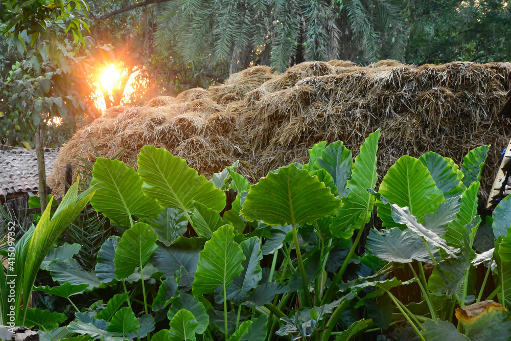 hay bales in a field