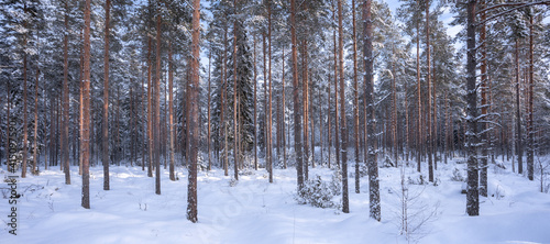 Wallpaper Mural Panorama view of beautiful pine forest in winter Torontodigital.ca