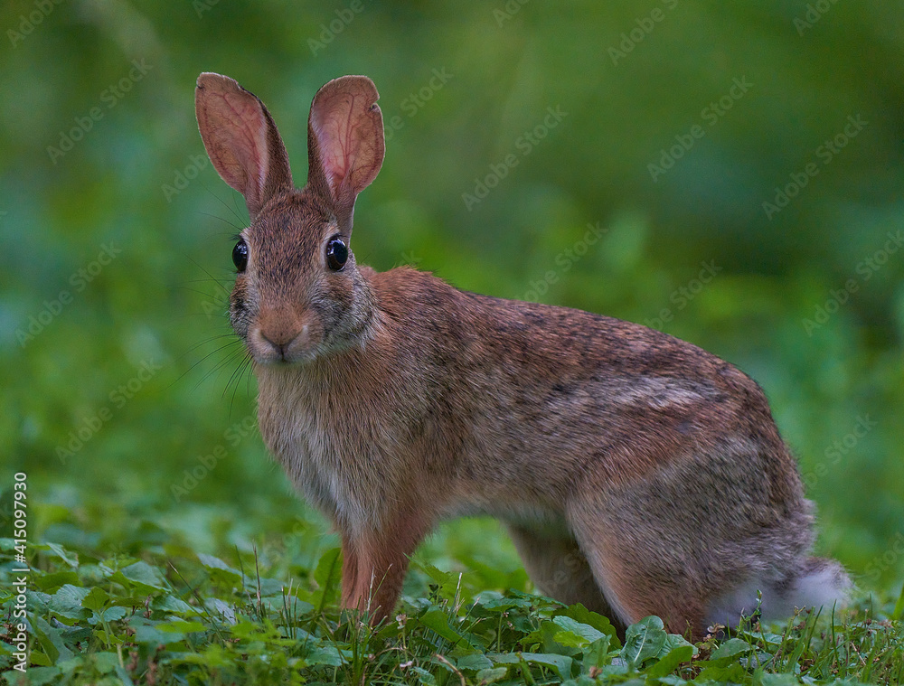 Fototapeta premium rabbit in a meadow