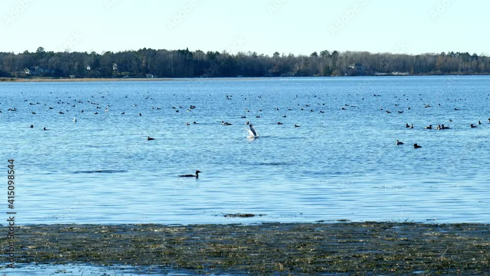 Ducks in a pond. Also seen are common mergansers and sea gulls, swimming on the first lake on the Mississippi River, beautiful Lake Irving in Bemidji, Minnesota.