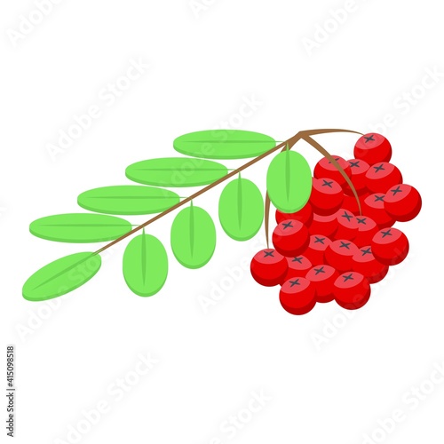 Mountain ash icon. Isometric of mountain ash vector icon for web design isolated on white background