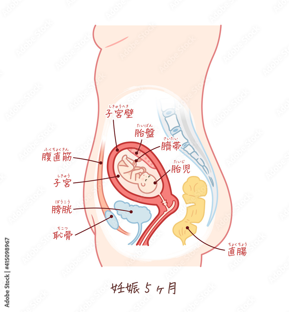 胎児の成長 妊娠5ヶ月 のイラスト テキスト付き Stock Vector Adobe Stock