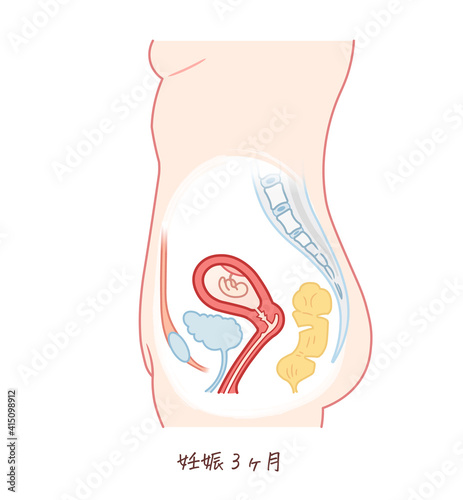 胎児の成長（妊娠3ヶ月）のイラスト