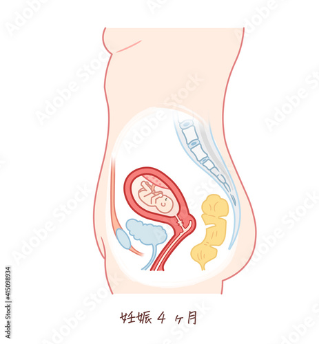 胎児の成長（妊娠4ヶ月）のイラスト