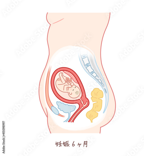 胎児の成長（妊娠6ヶ月）のイラスト