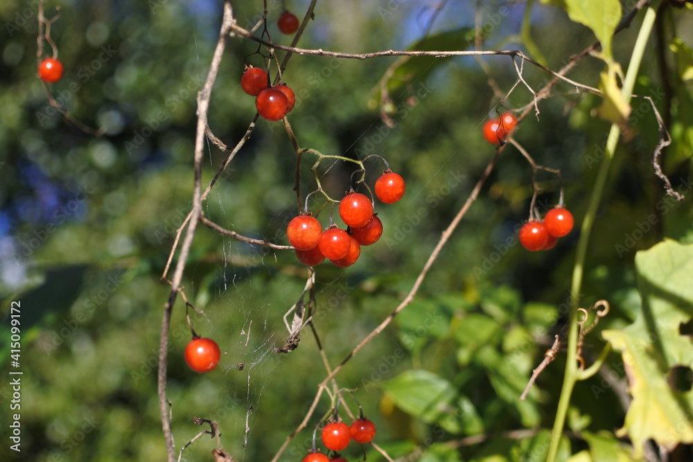 China root's fruits in shiny red color is very distinct against the backdrop of green shrub.