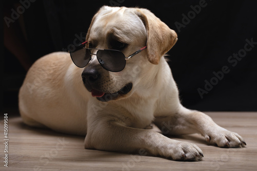 Portrait of dog in image of bandit. Labrador in sunglasses on black background.
