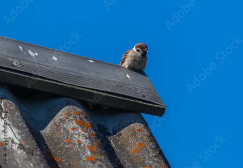 Bird sparrow close-up on the old roof of the house in spring against the blue sky
