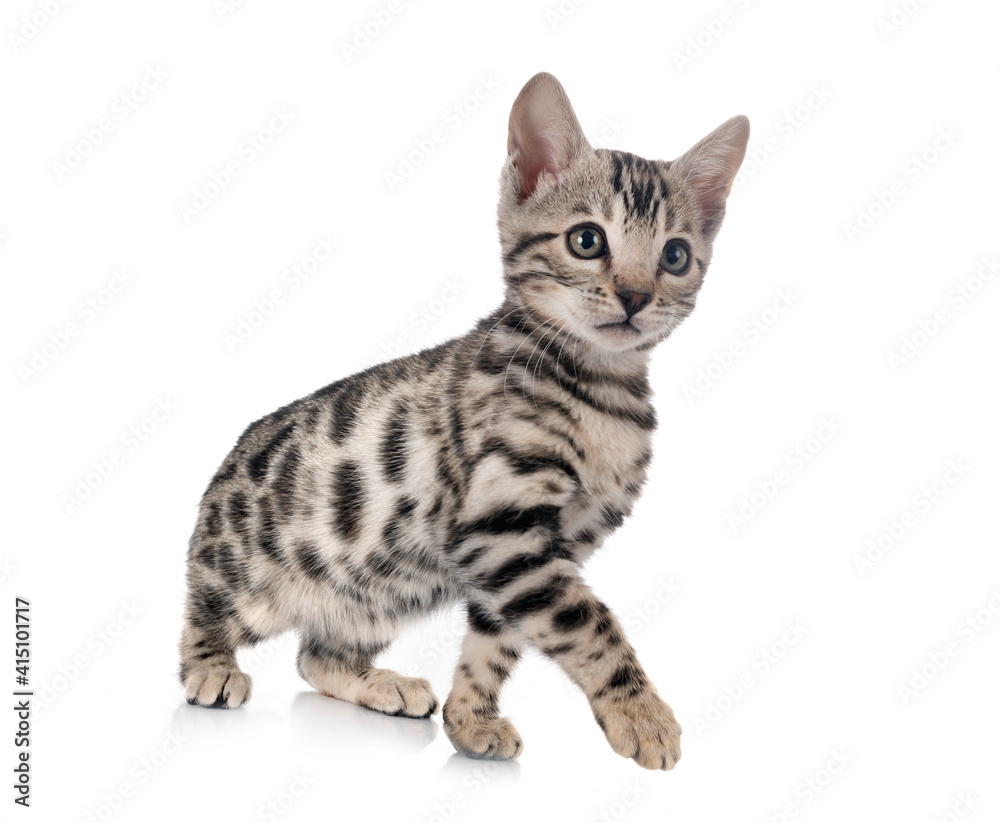 Obraz premium bengal kitten in studio