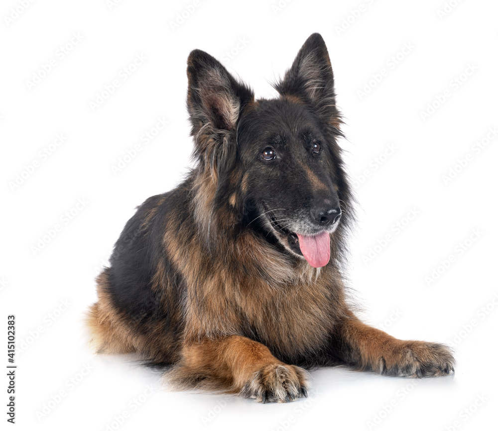 german shepherd in studio