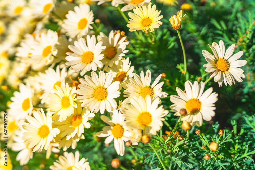 Wild chamomiles. Beautiful white daisy close up, sunny day, California Wild chamomiles. Beautiful white daisy close up, sunny day, California