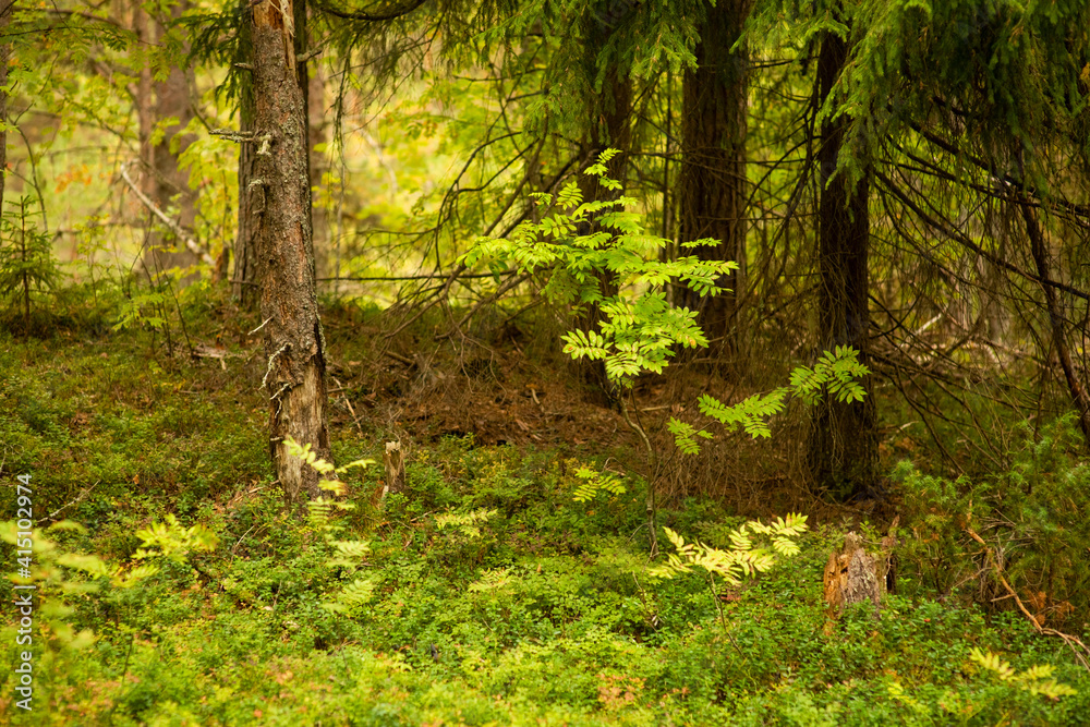 landscape in a pine forest, selective focus landscape in a pine forest, selective focus