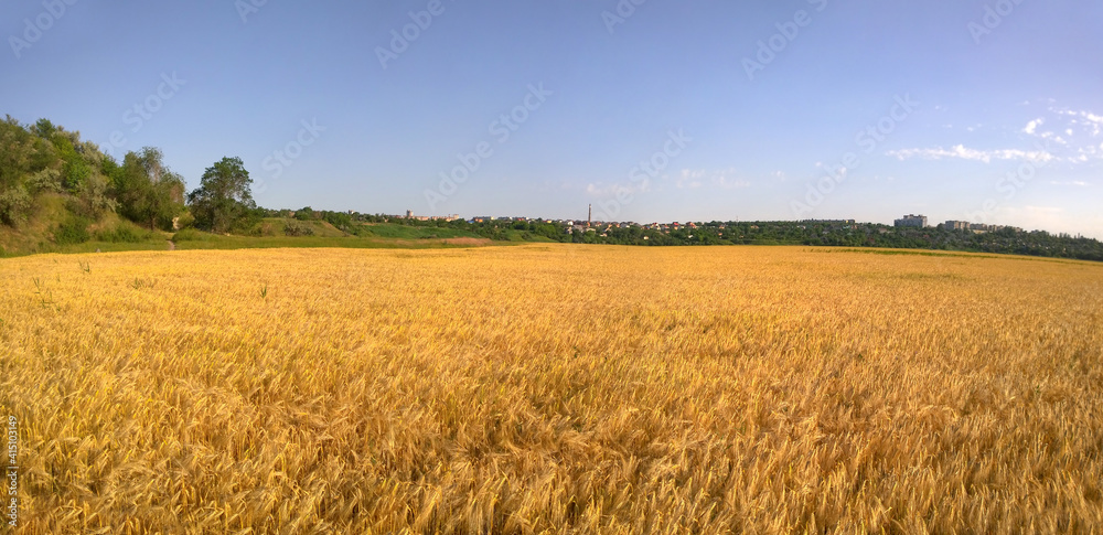 Wide wheat field