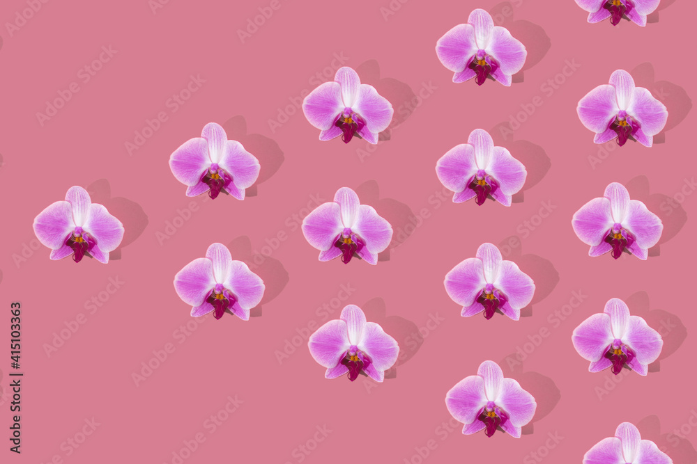 Pink orchid flowers flat lay pattern on pink layout in triangle shape. Phalaenopsis orchid flowers background.