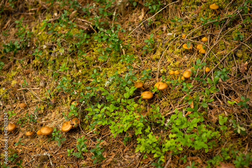 background with mushrooms and fir needles, selective focus