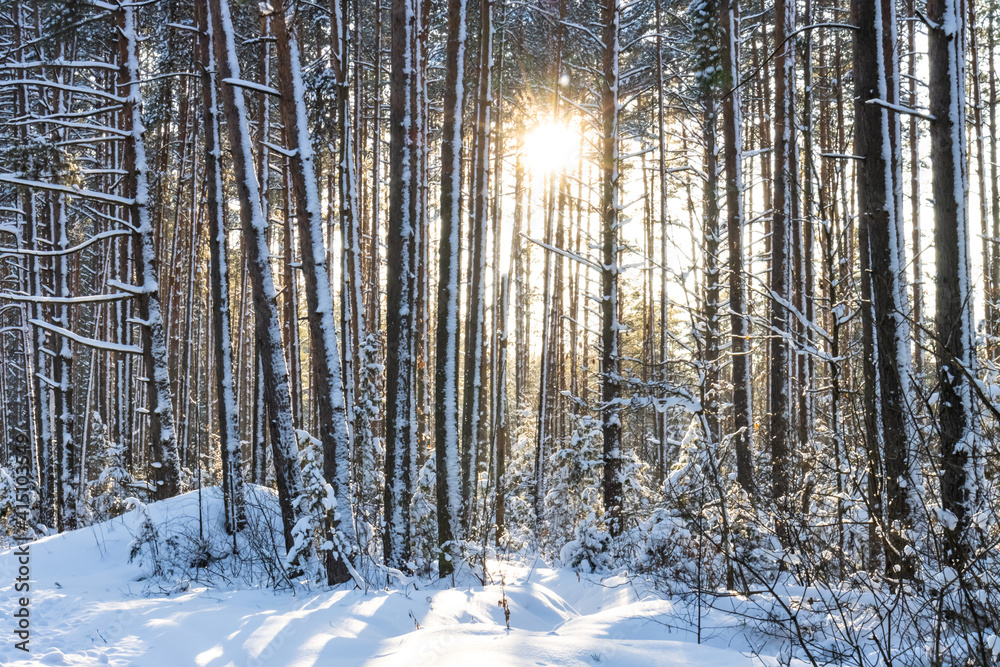 beautiful sunset in the winter forest, natural background with snow in the forest beautiful sunset in the winter forest, natural background with snow in the forest