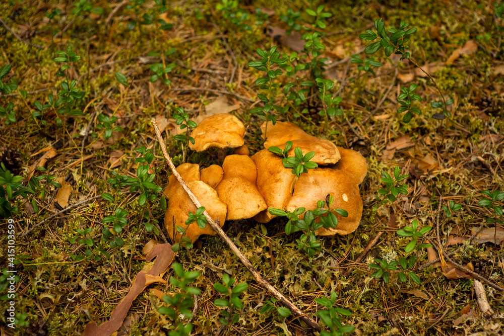 background with mushrooms and fir needles, selective focus background with mushrooms and fir needles, selective focus