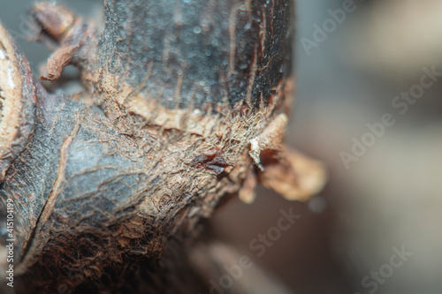 A close-up of part of a dry stem of a home plant. Damaged stem in soft focus at high magnification