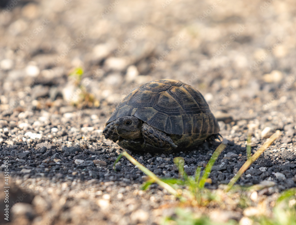 A small earthen turtle peeks out of its shell early in the morning in a forest in the Golan Heights, northern Israel. A small earthen turtle peeks out of its shell early in the morning in a forest in the Golan Heights, northern Israel.