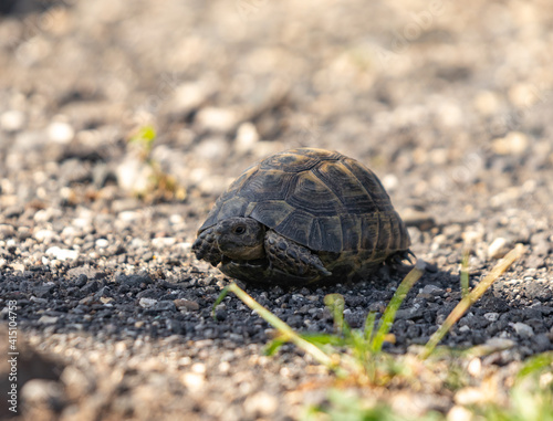 A small earthen turtle peeks out of its shell early in the morning in a forest in the Golan Heights, northern Israel.