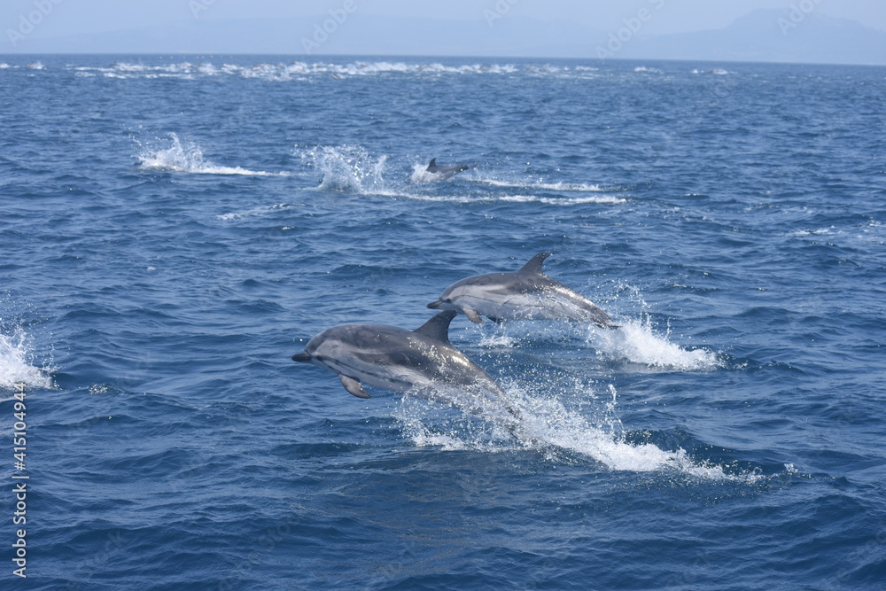 Fototapeta premium Delfines listados (Stenella coeruleoalba) saltando en el mar