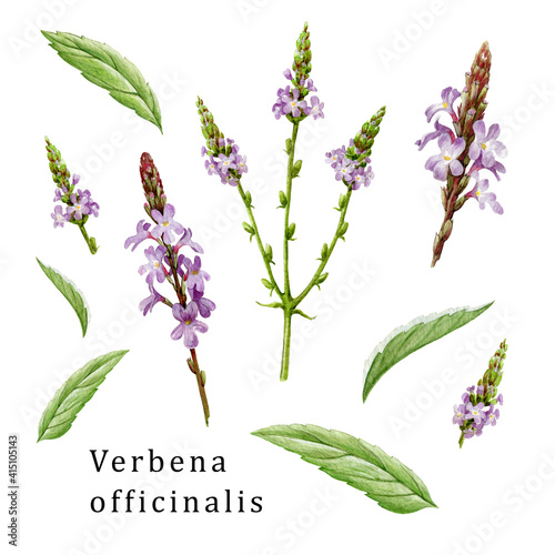 Verbena officinalis herb element organic set. Hand drawn vervain plant collection. Purple natural organic flowers with green leaves. Aromatic medicinal verbena herb set on white background.