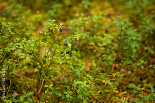 blueberry berries in the forest, selective focus