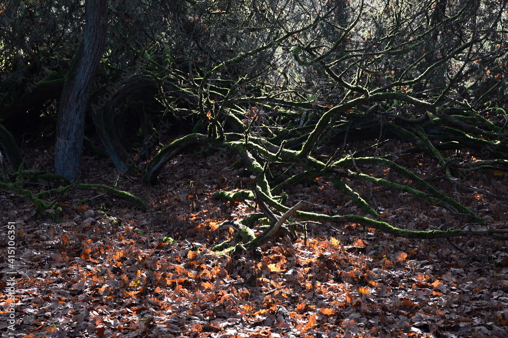Herbst in der Tietlinger Heide, Niedersachsen Herbst in der Tietlinger Heide, Niedersachsen