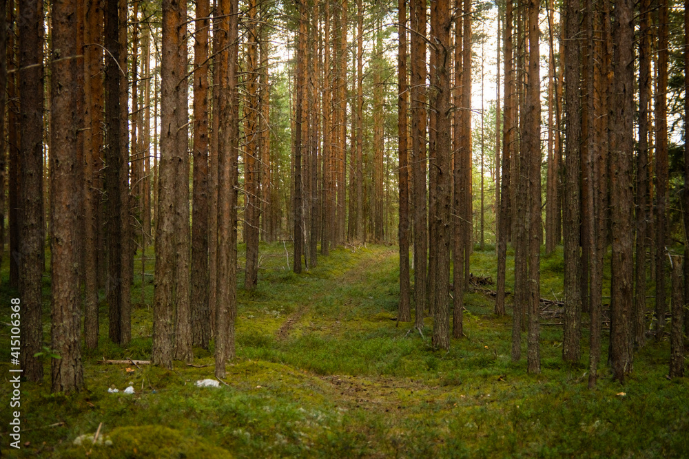 landscape in a pine forest, selective focus