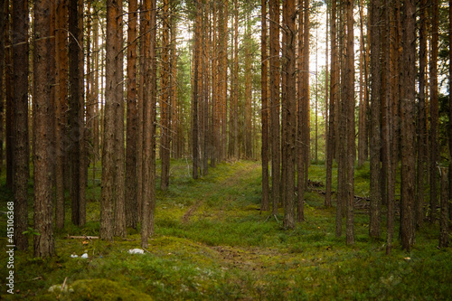 landscape in a pine forest, selective focus