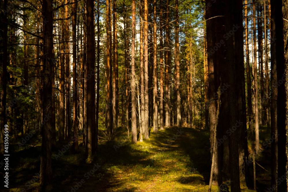 Obraz premium landscape in a pine forest, selective focus