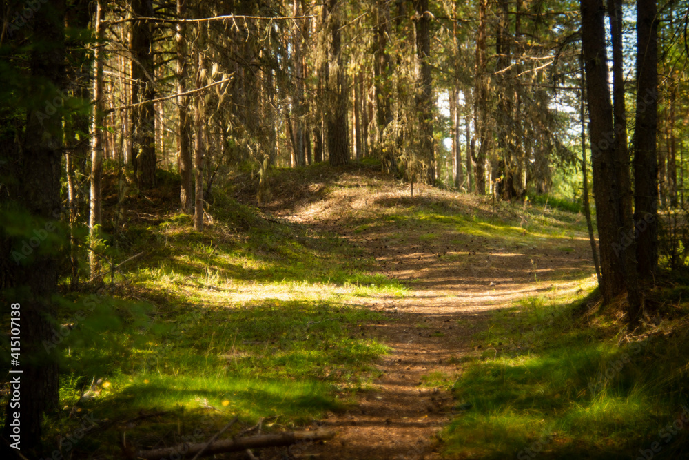 Obraz premium landscape in a pine forest, selective focus