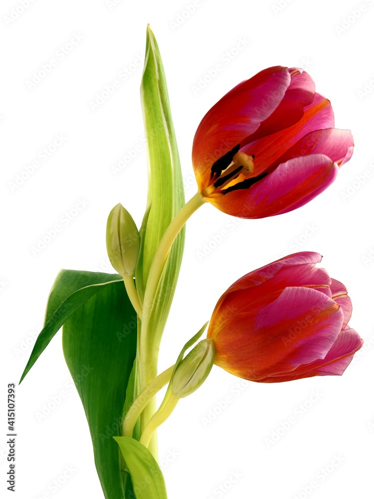 pretty multicolor spring tulips close up pretty multicolor spring tulips close up