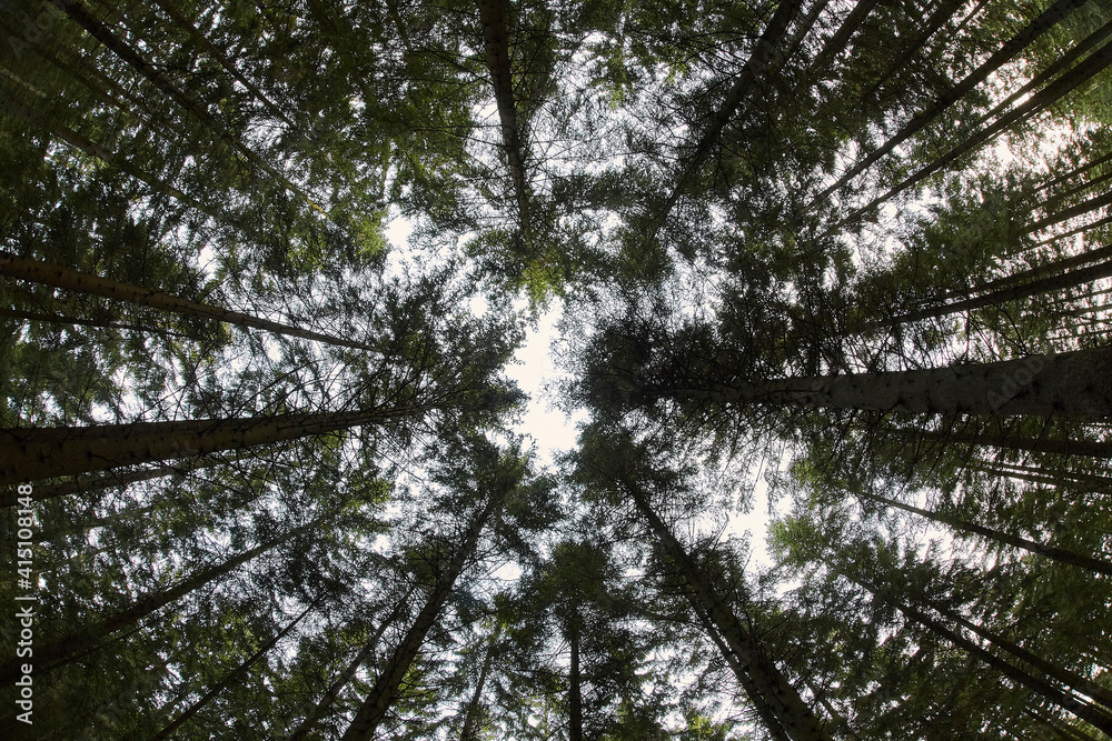 Fototapeta premium tall trees in forest making a pattern