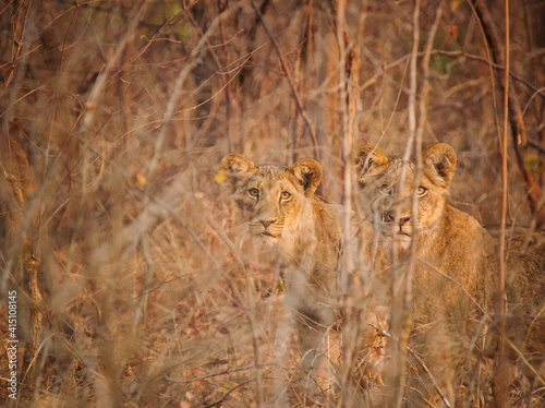 Lion cubs, Kafue National Park, Zambia