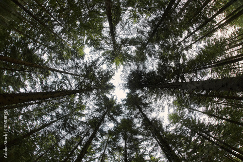 tall trees in forest making a pattern