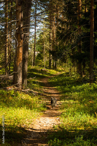 landscape with a dog in the forest, selective focus