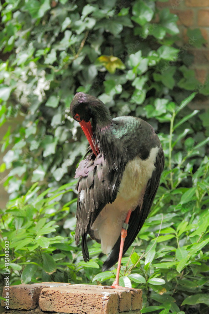 Obraz premium Stork stands on one leg in the zo