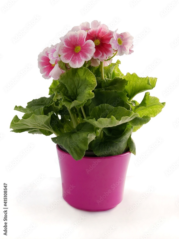 pink and purple flowers of primrose potted plant close up pink and purple flowers of primrose potted plant close up